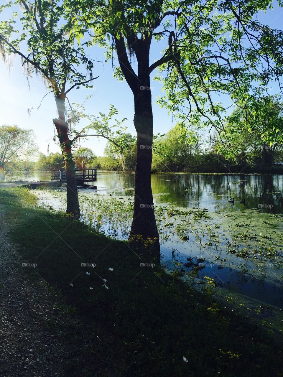 Lake with alligators 