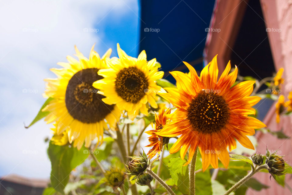 Love as colorful as sunflower