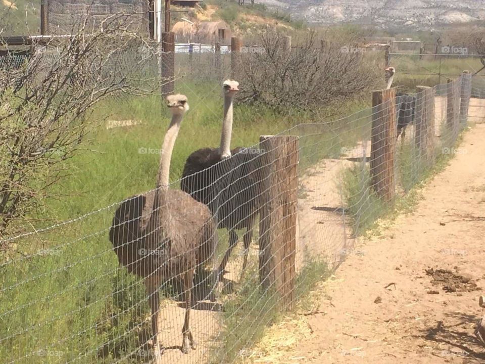 ostriches