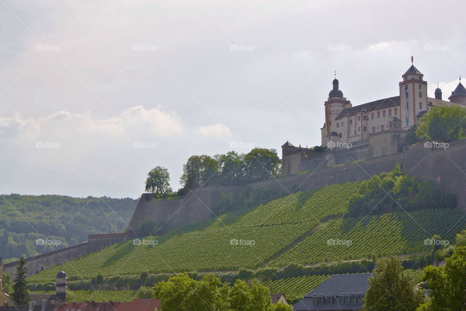 Wineyards in Wurzburg