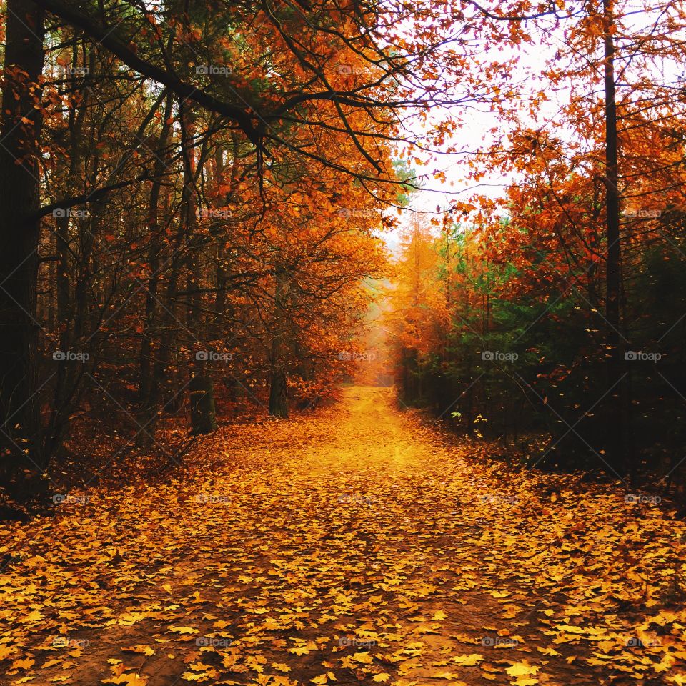 Autumn leaves on footpath in forest