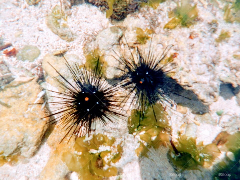 Sea urchins, are typically spiny, globular animals, echinoderms in the class Echinoidea. 