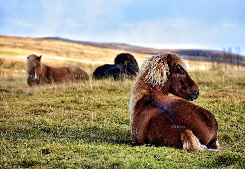 Icelandic horses in autumn fields in iceland