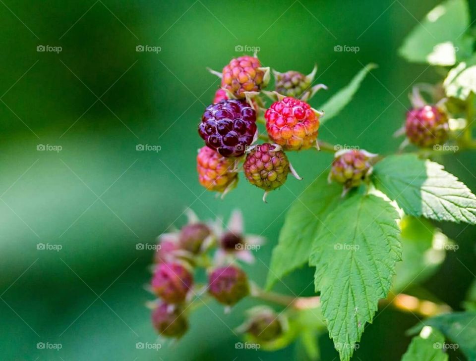Wild Blackberries