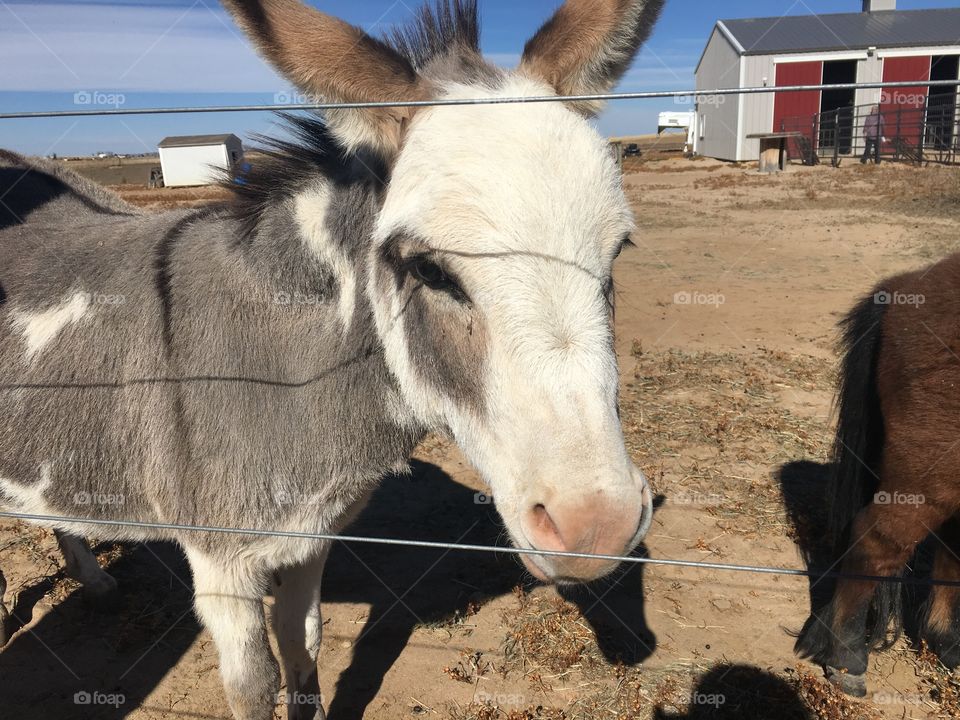 Donkeys by fence at farm