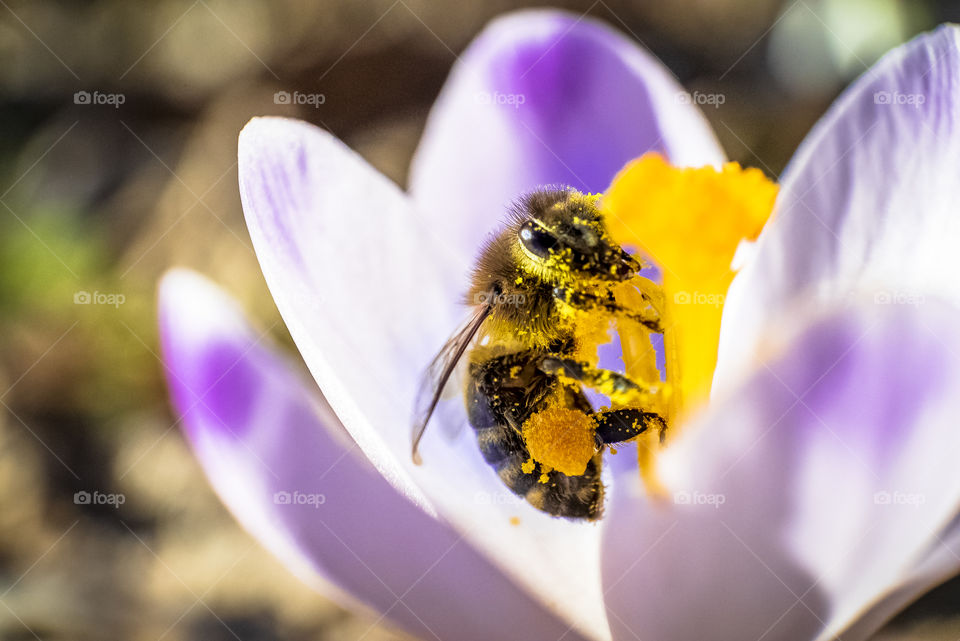 Hard worker Beeeee macro