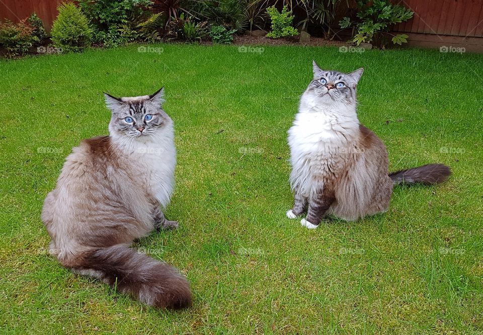 TWO PEDIGREE RAGDOLL CATS SITTING OUTDOORS ON THE LAWN WITH FUNNY EXPRESSIONS.
