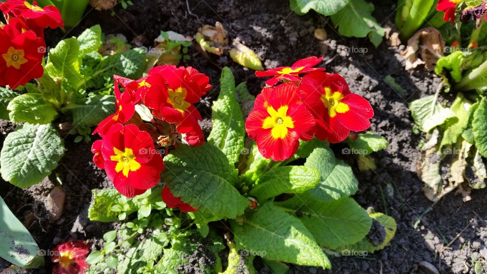 Flowers blooming in Easter - It would be nice if anyone could tell me their names :)