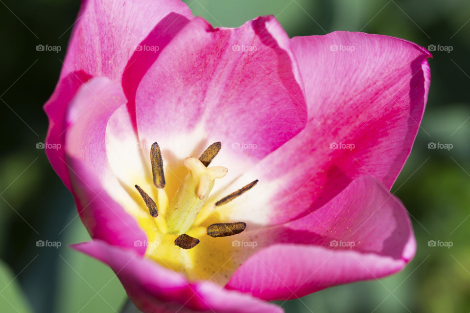 Beautiful macro photography of a pink tulip