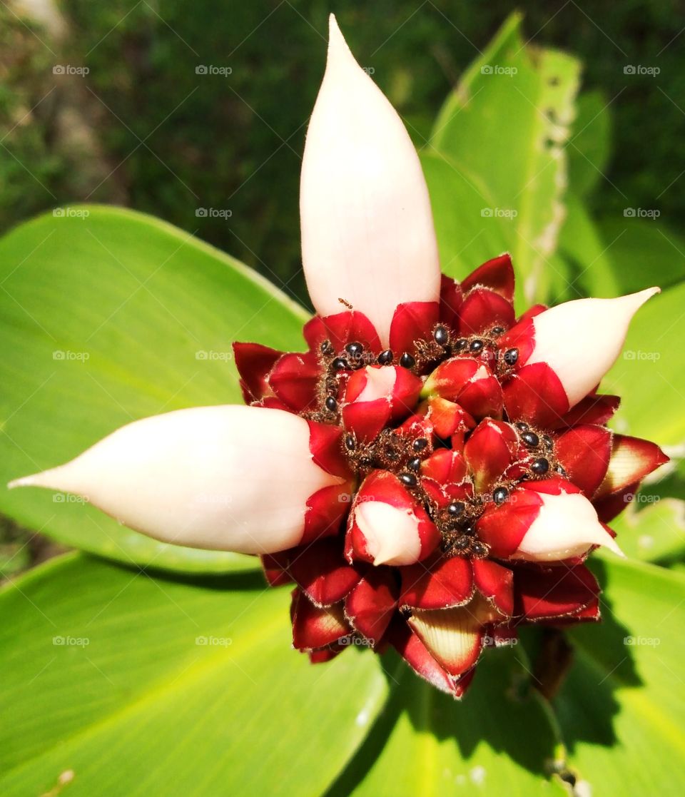 Flowers and ants.