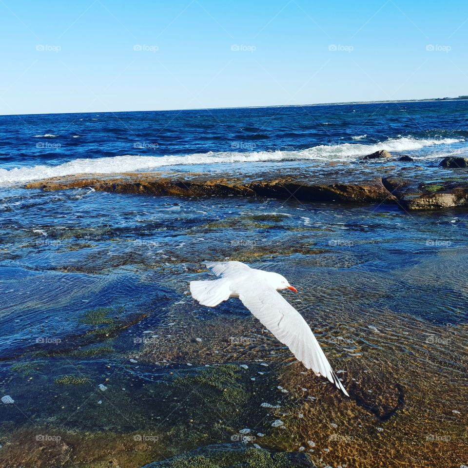 seagull flying over beach