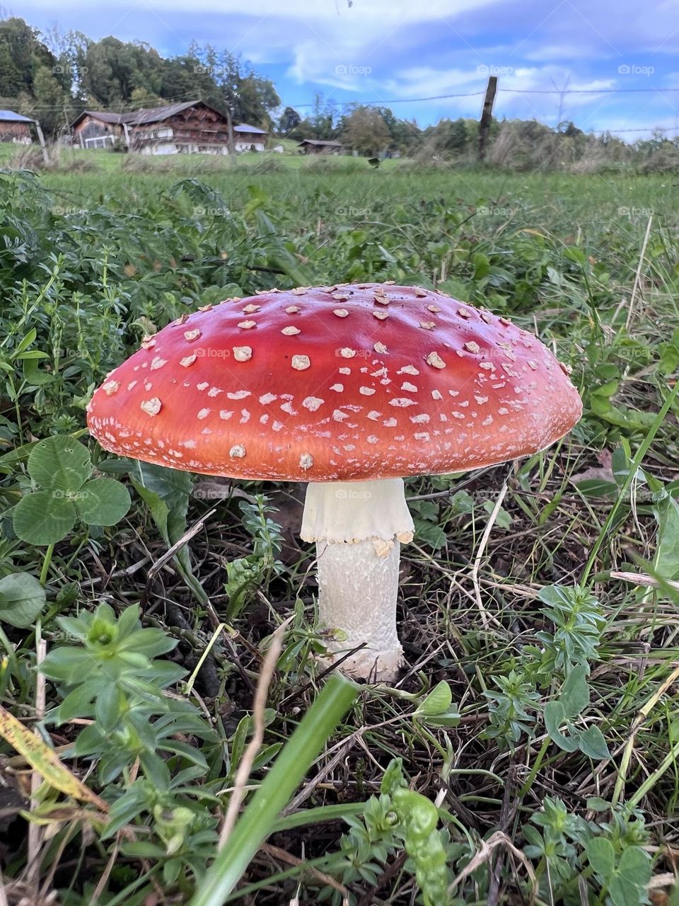 Red mushroom