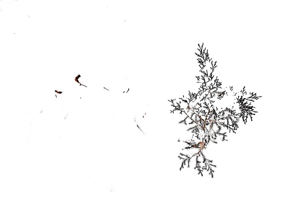 Sapling’s First Snow