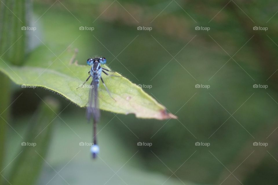 Damselfly