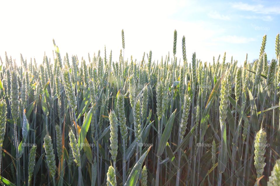 Field Of Wheat. A barley or wheat field with a bright sky behind.