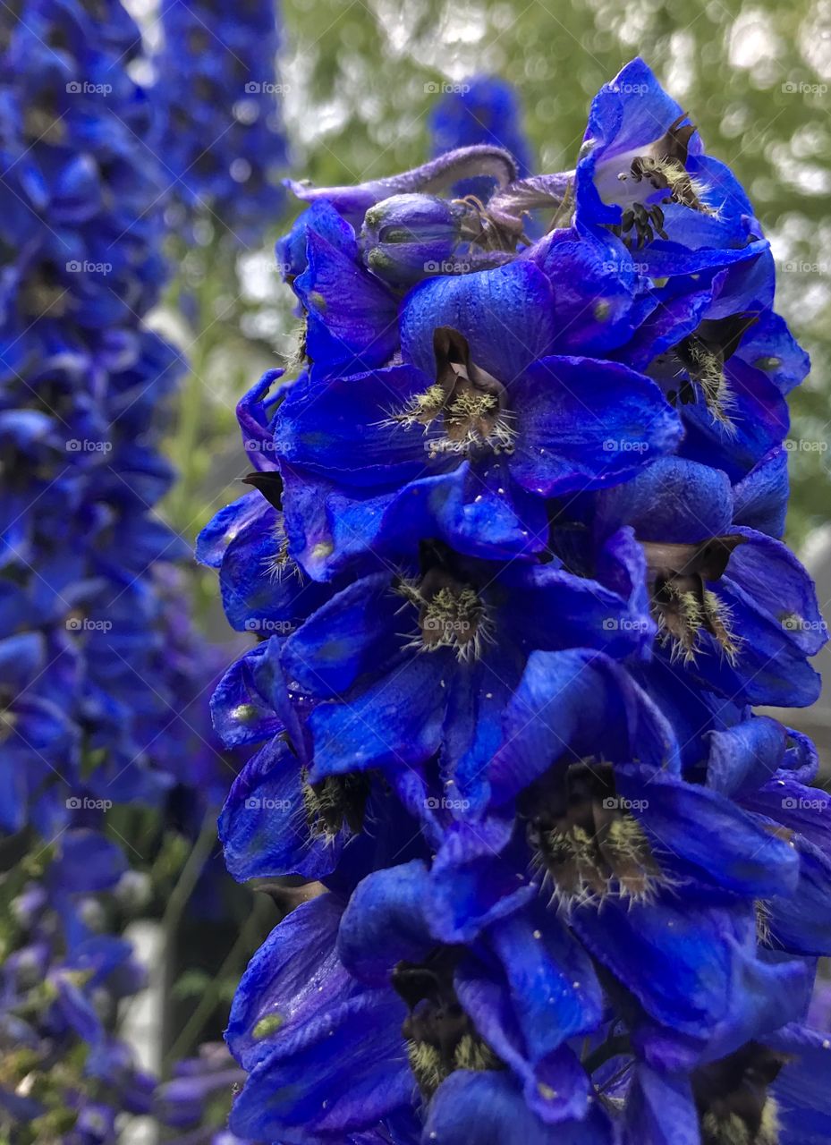Prince Albert, SK, CA.  Deep blue blossoms 