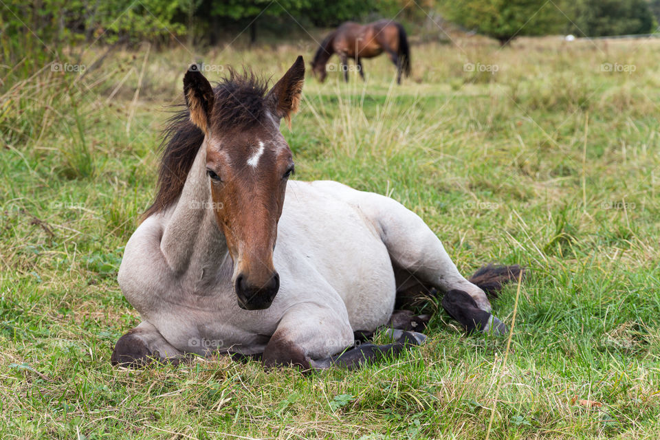Horse lying down relaxing in the grass field 