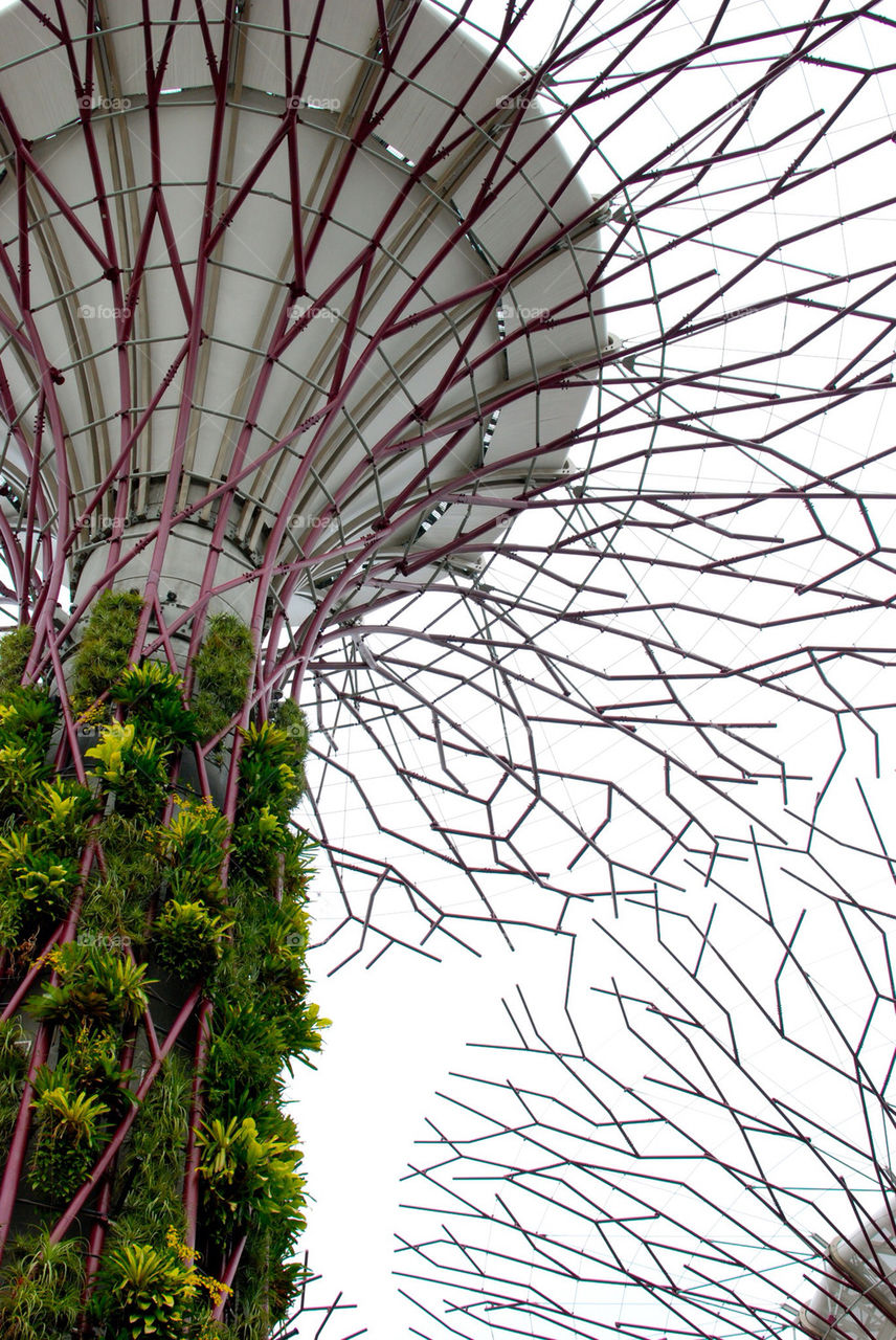 singapore the tree by by cate