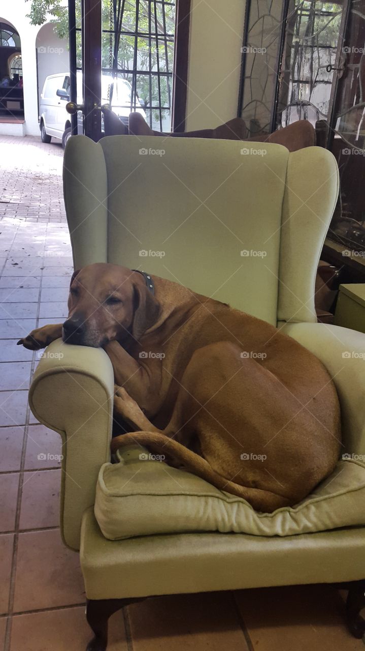 our office dog Nonni claimed this chair for herself