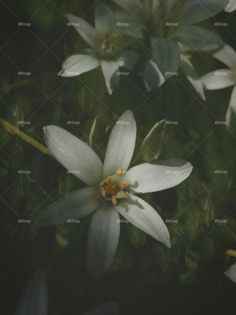 flowers - Ornithogalum umbellatum.
