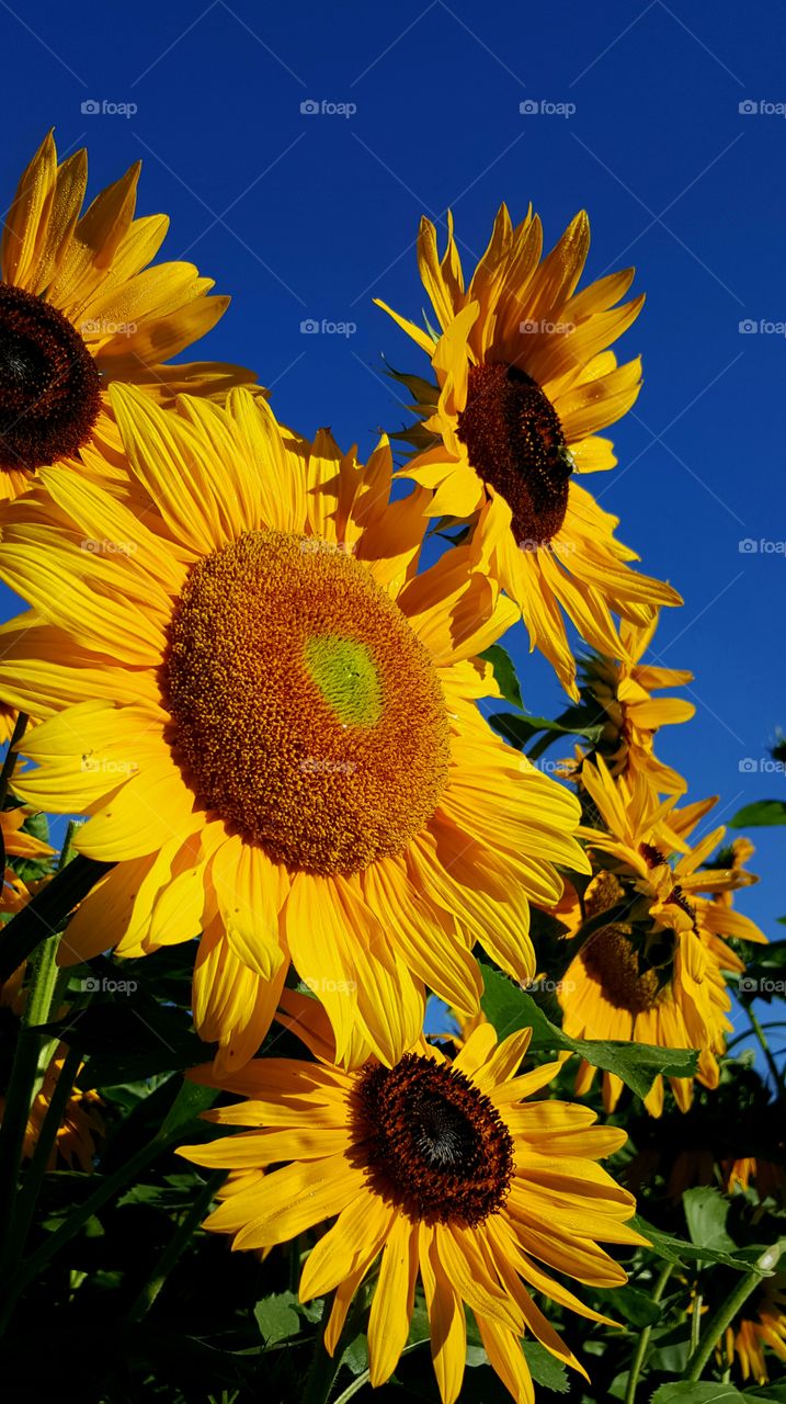 sunflowers