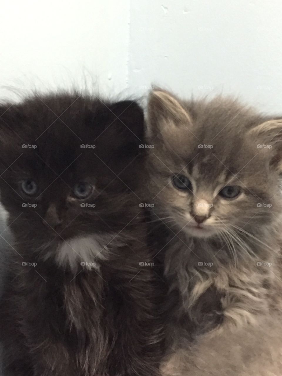Two little, cute and fluffy kittens posing for their picture.