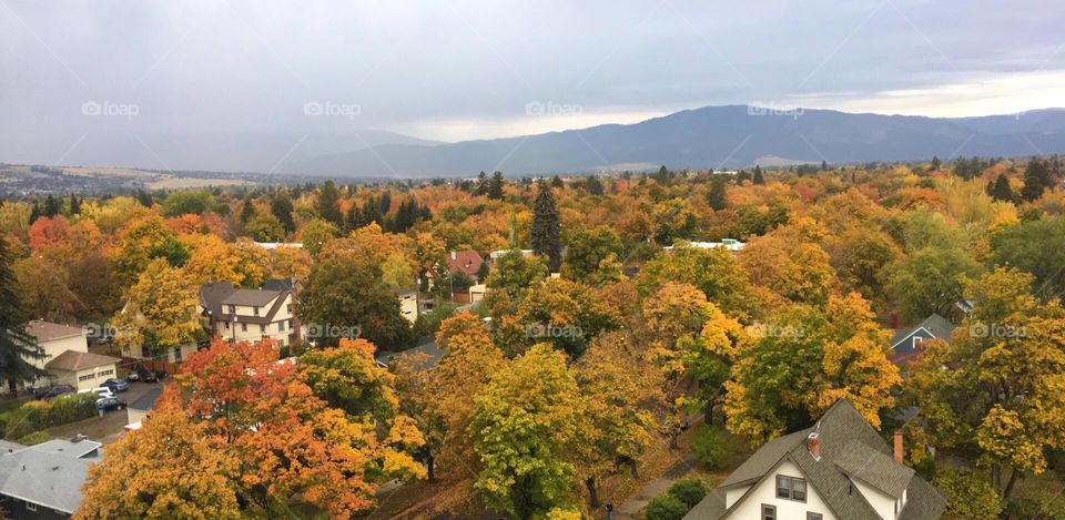 Fall leaves in Missoula, Montana. 