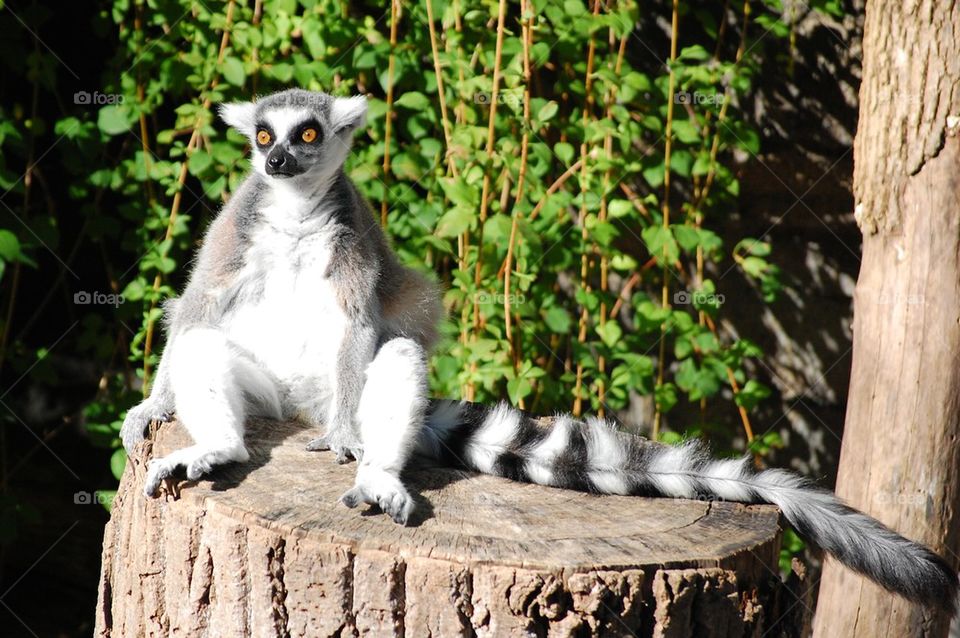 Lemur