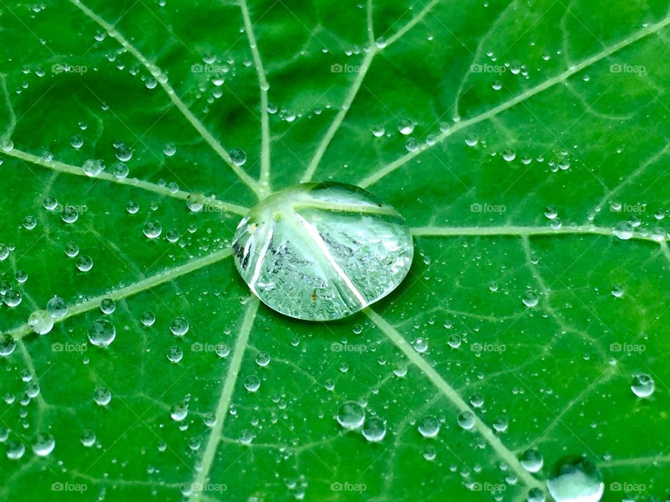 Close-up of water drop on green leaf