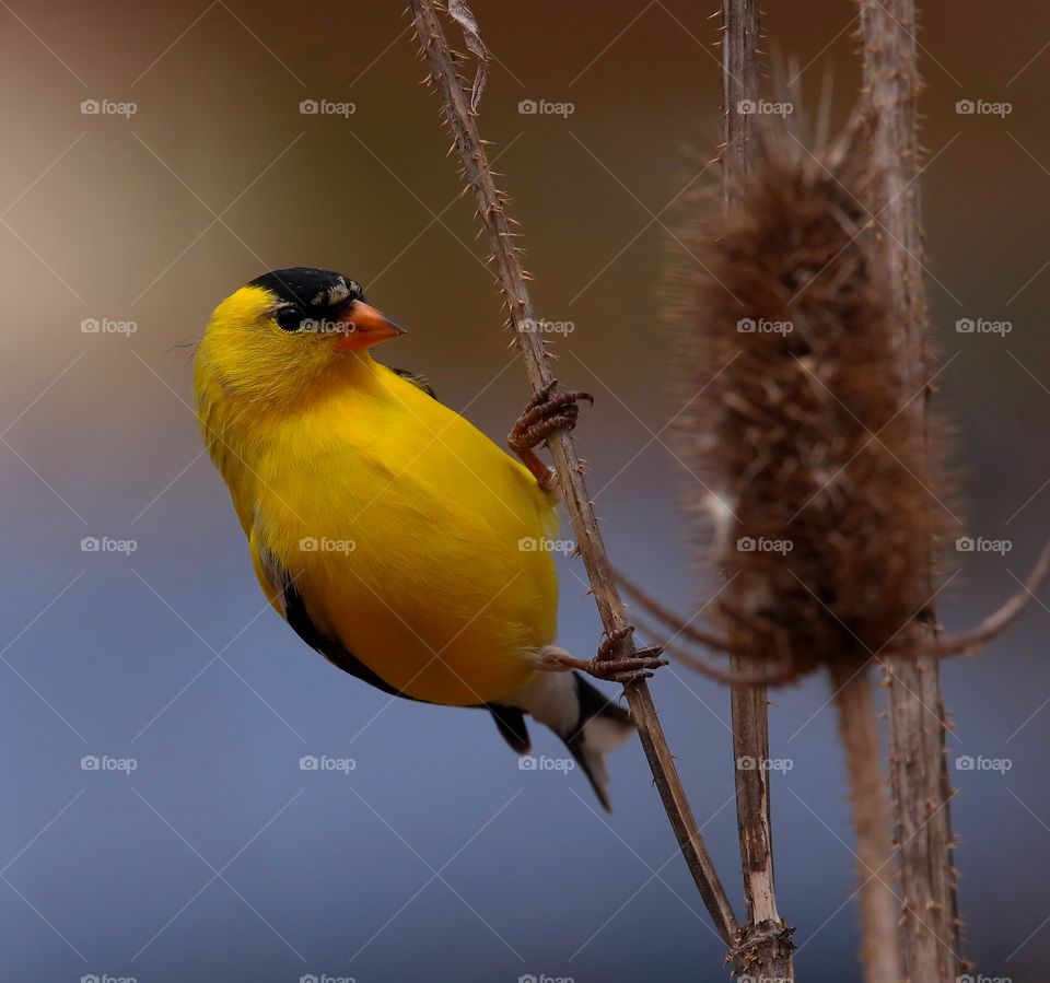 American goldfinch