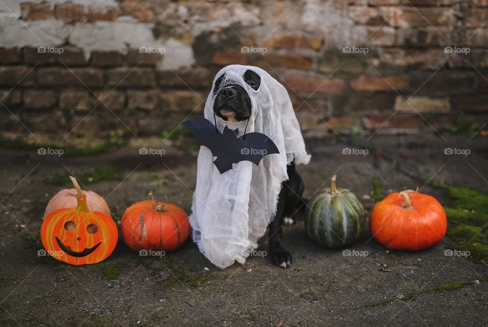 Beautiful Halloween, cutest dog in Halloween costume 