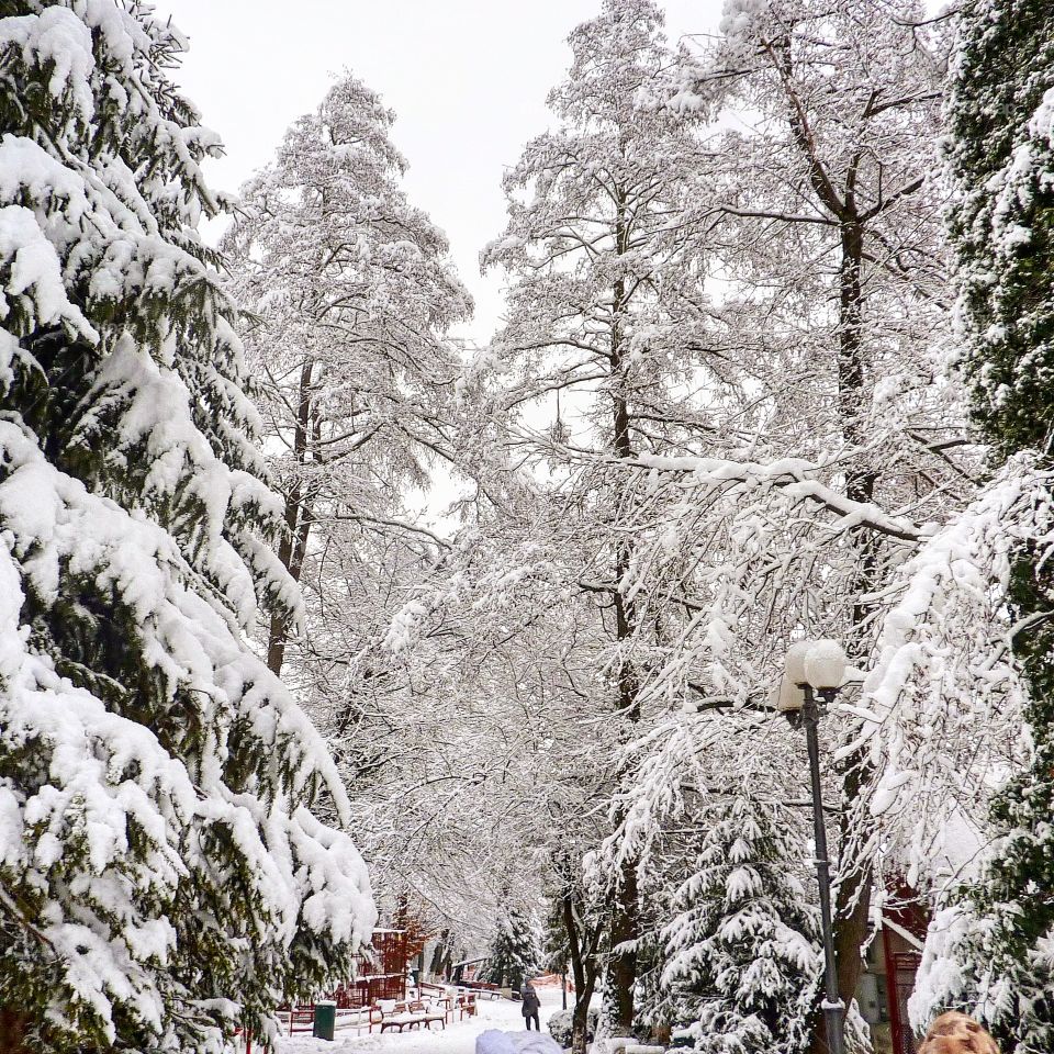 snowy trees in Brașov county Romania