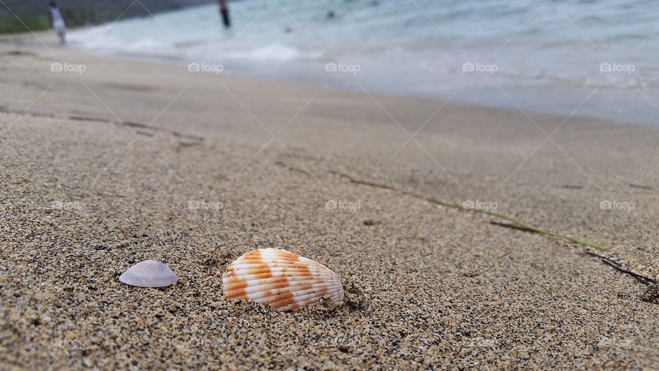 Shell on beach