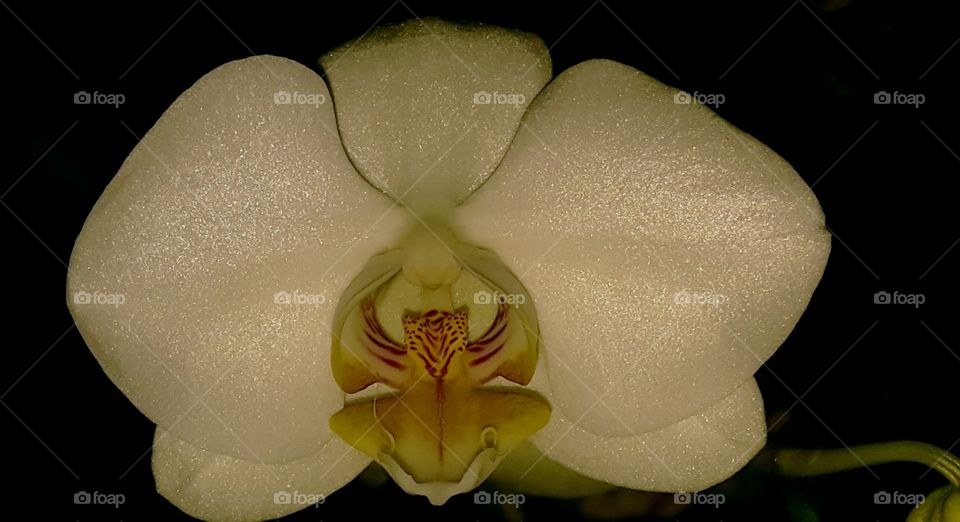 The flower doesn't think of the bee. It blossoms, and the bee comes ~ Mark Nepo 
Let your beautiful soul shine through you and enjoy life ❤