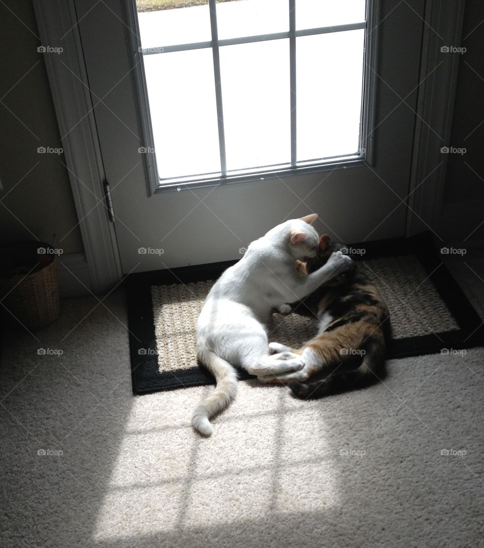 Our Pet Polydactyl Cat and Calico Cat enjoying a little afternoon playtime in front of the door. 
