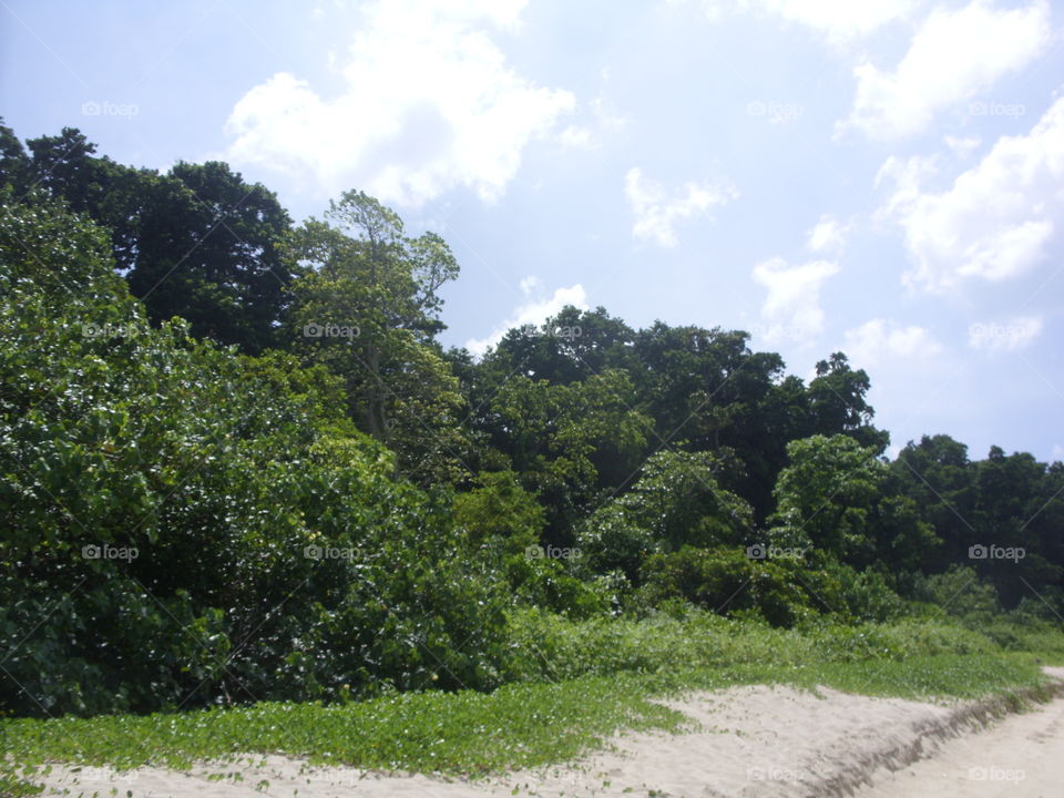 Landscape, Tree, Nature, Environment, Wood