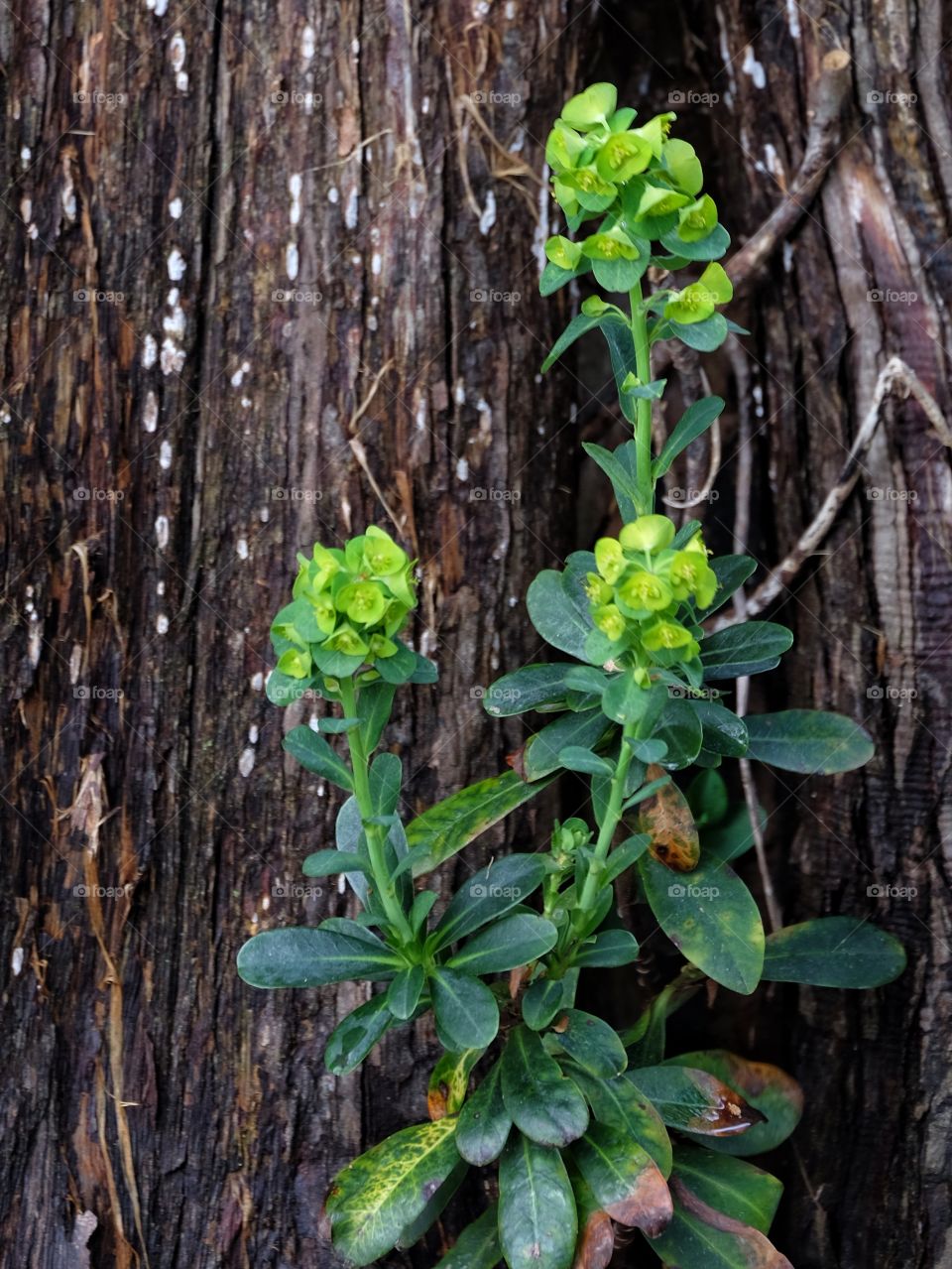 Green and Brown