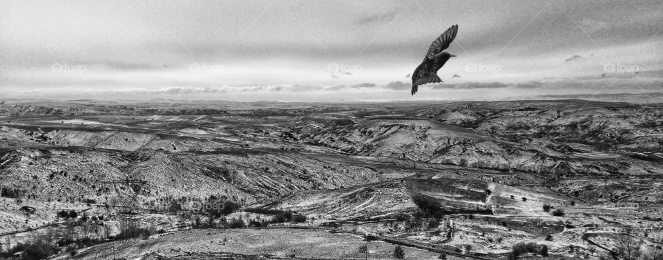 Bird on a nice view