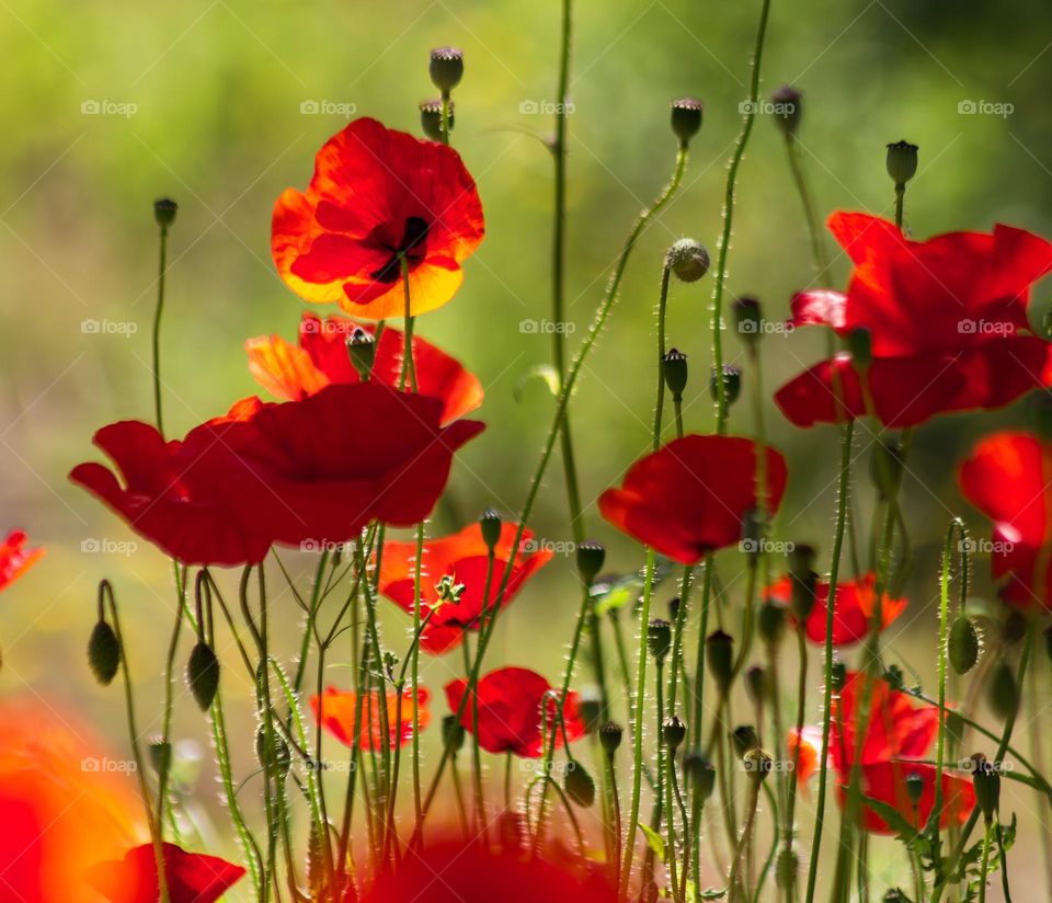 In May the poppies come into bloom in Portugal. 