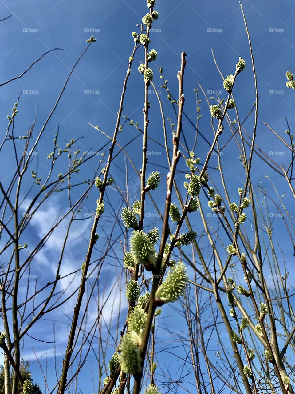 Spring tree
