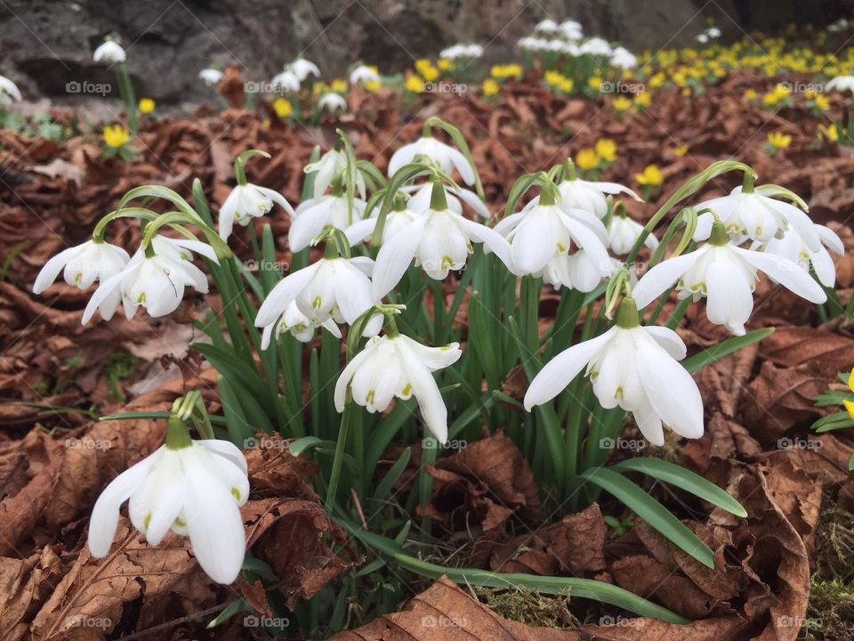 Flowers