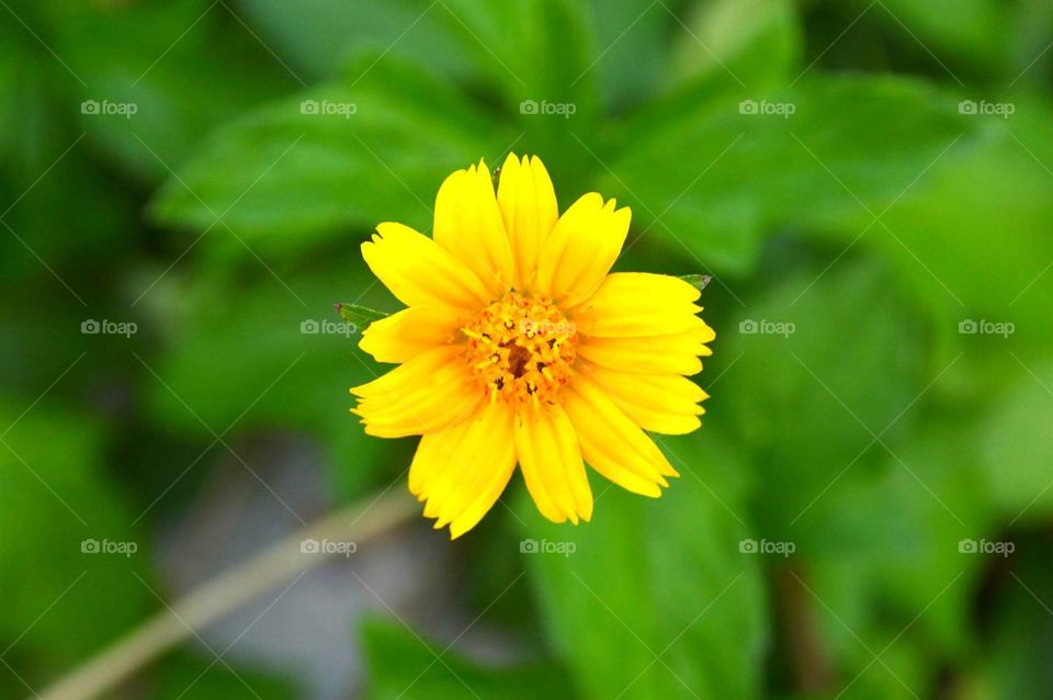 Yellow Cosmos flower.