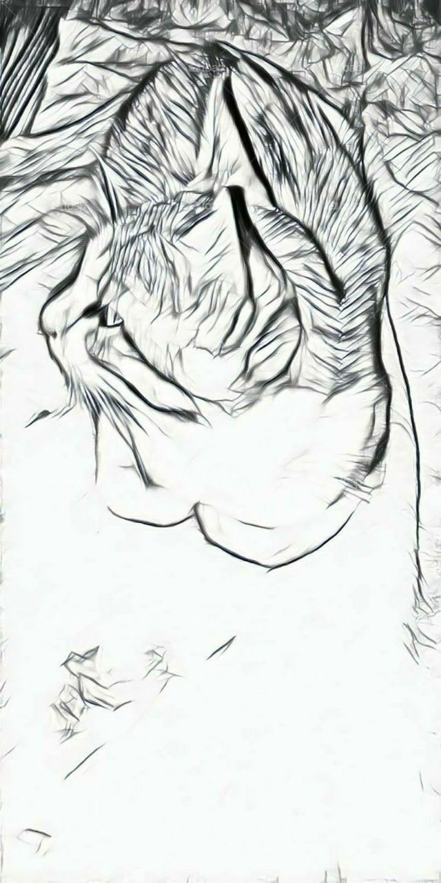 beautiful drawing of cute pet