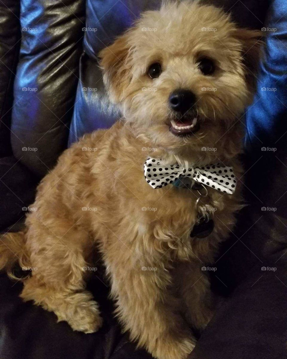 Puppy pose with bowtie