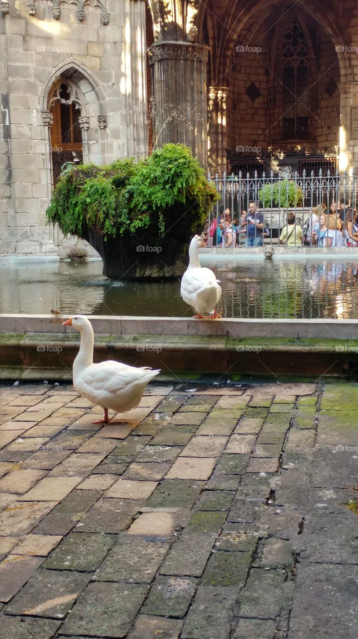 duck