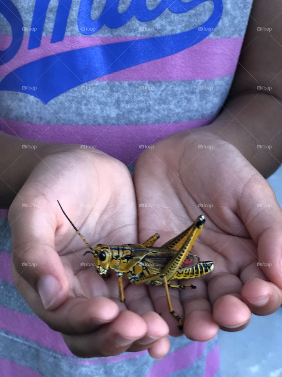 Locust hanging out