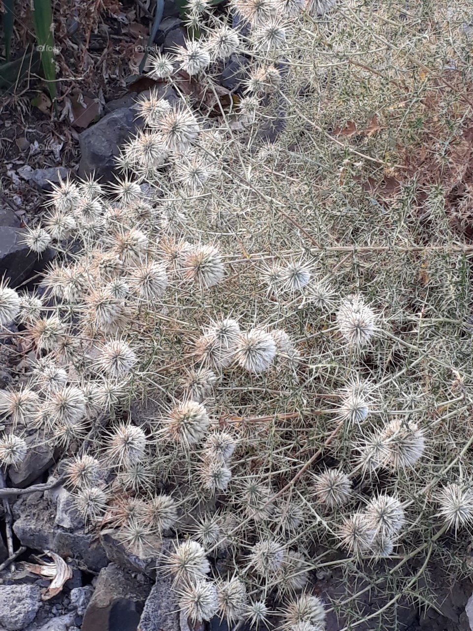 Desert Flower Smile