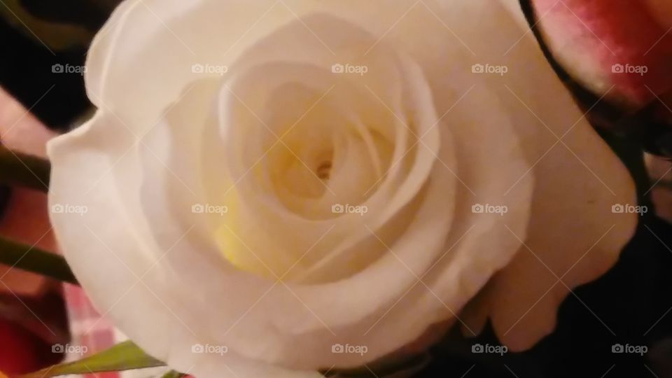 rose. gift