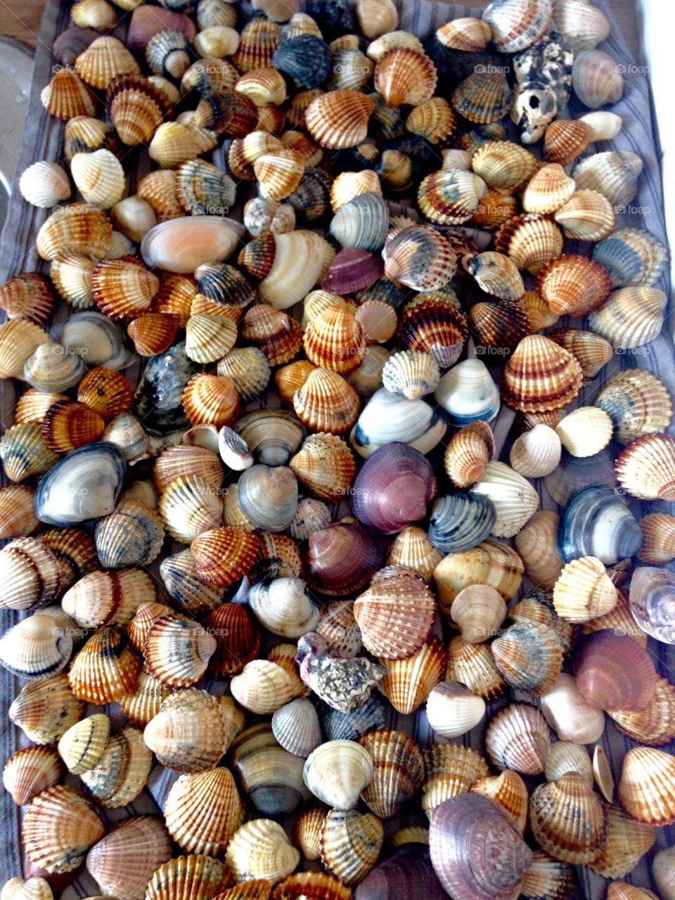 Shells . Shells from the ocean