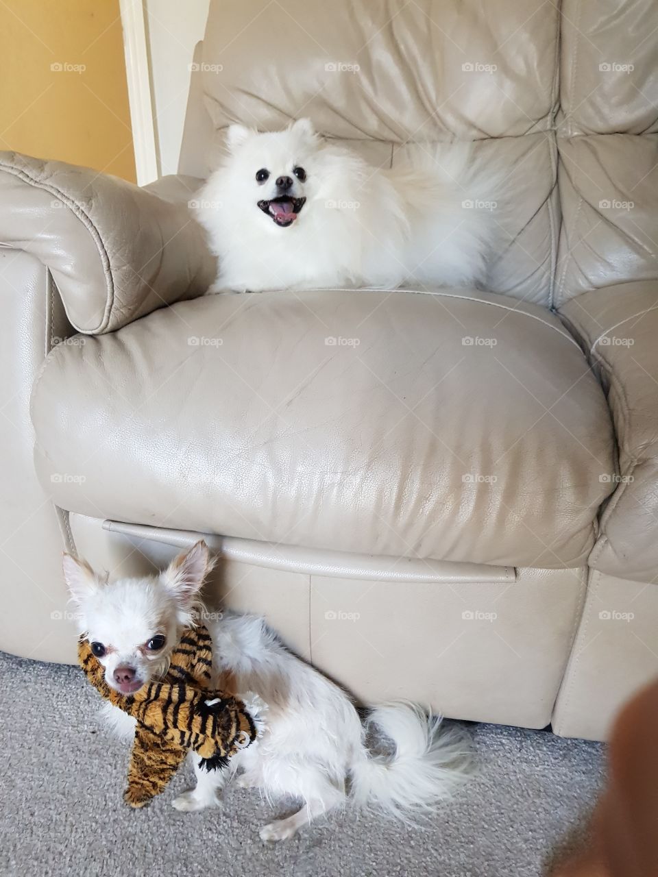 two white fluffy dogs chilling